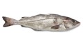 Haddock: Melanogrammus aeglefinus - fresh