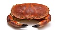 Brown Crab: Cancer pagurus - fresh