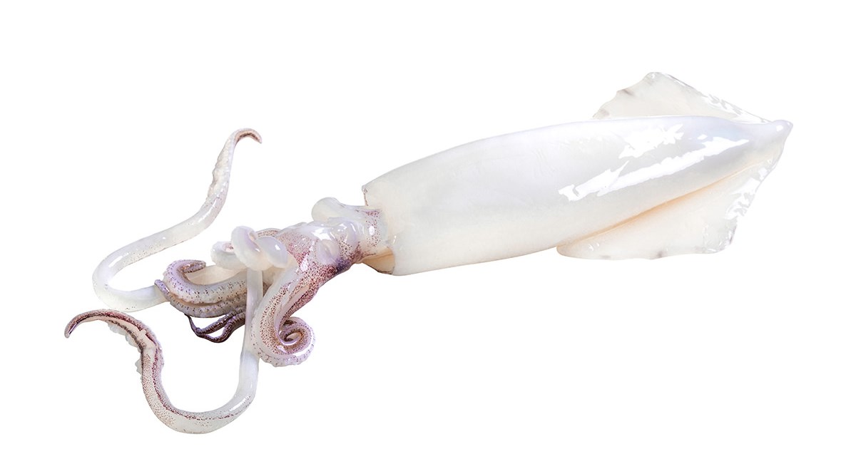 Squid Loligo: Loligo vulgaris - frozen