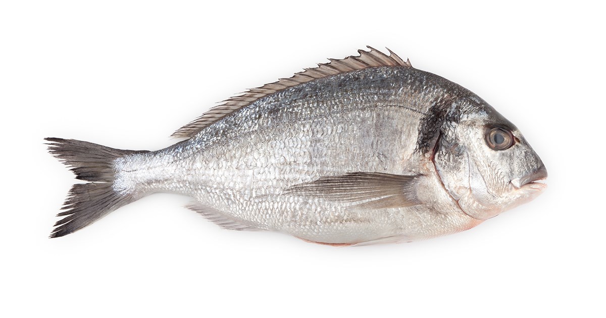 Sea Bream: Sparus Aurata - frozen