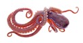 Octopus: Octopus vulgaris  - frozen