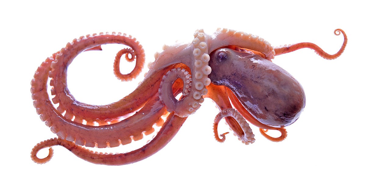 Octopus: Octopus vulgaris - fresh