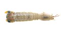 Mantis Shrimp: Squilla mantis  - fresh