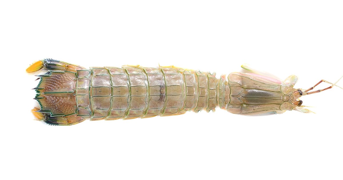 Mantis Shrimp: Squilla mantis - fresh