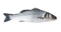 European Sea Bass: Dicentrarchus labrax - frozen