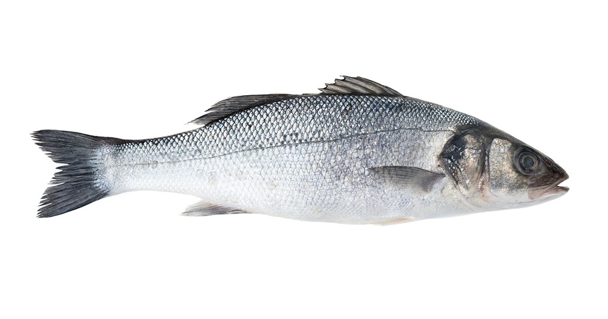 European Sea Bass: Dicentrarchus labrax - frozen