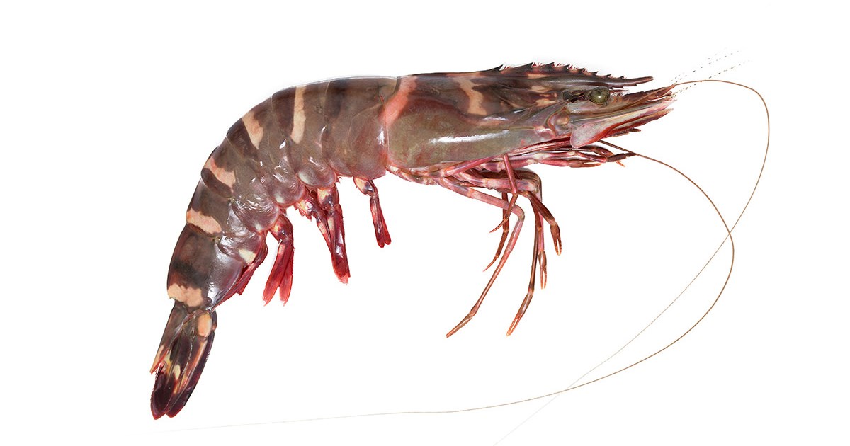 Tiger Prawn: Panaeus kearathurus - frozen