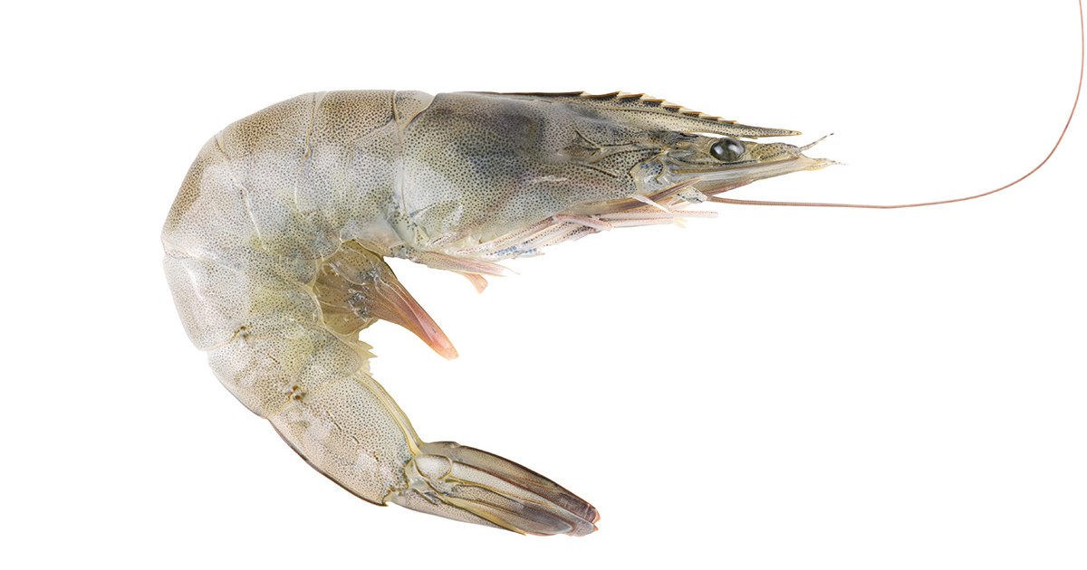 White Shrimp: Melicertus kearathurus