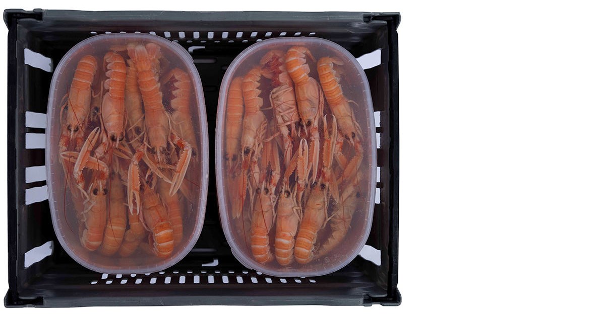 Scampi: Nephropos Norvegius - fresh