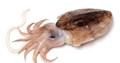 Cuttlefish: Sepia officinalis - frozen